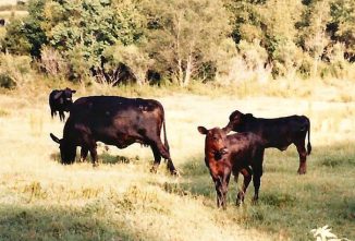 5 Homestead Animals for Self-Sufficiency